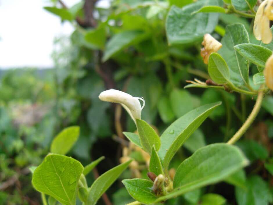 금은화(인동초) 9가지 효능 및 부작용과 복용법