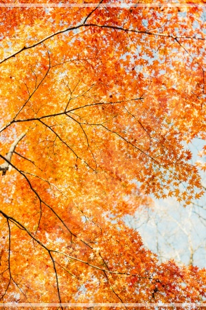 전주 한옥마을 경기전 돌담길 너머로 보이는 노란 은행나무와 단풍 