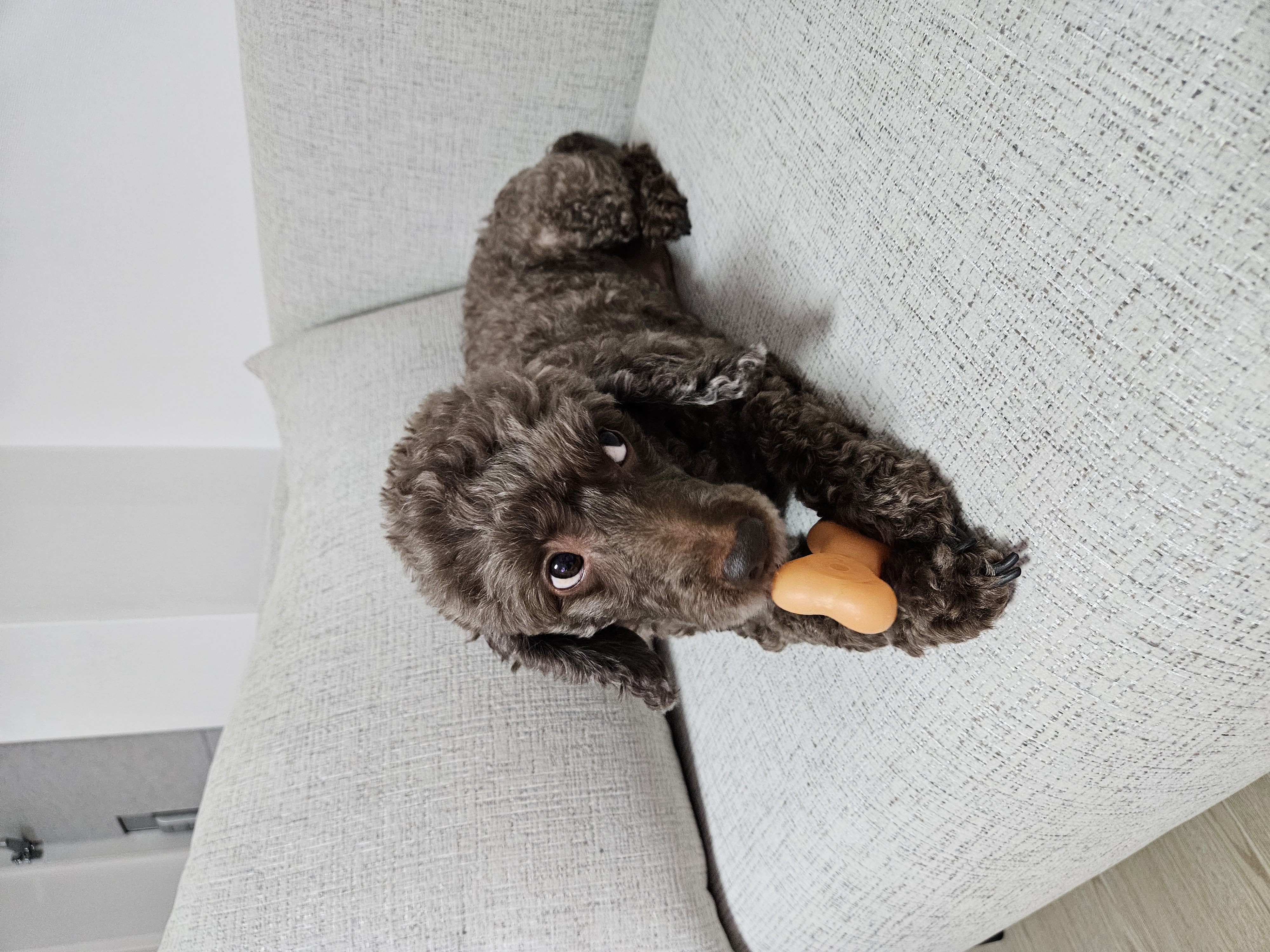 김포 사우동 애견미용 애견호텔