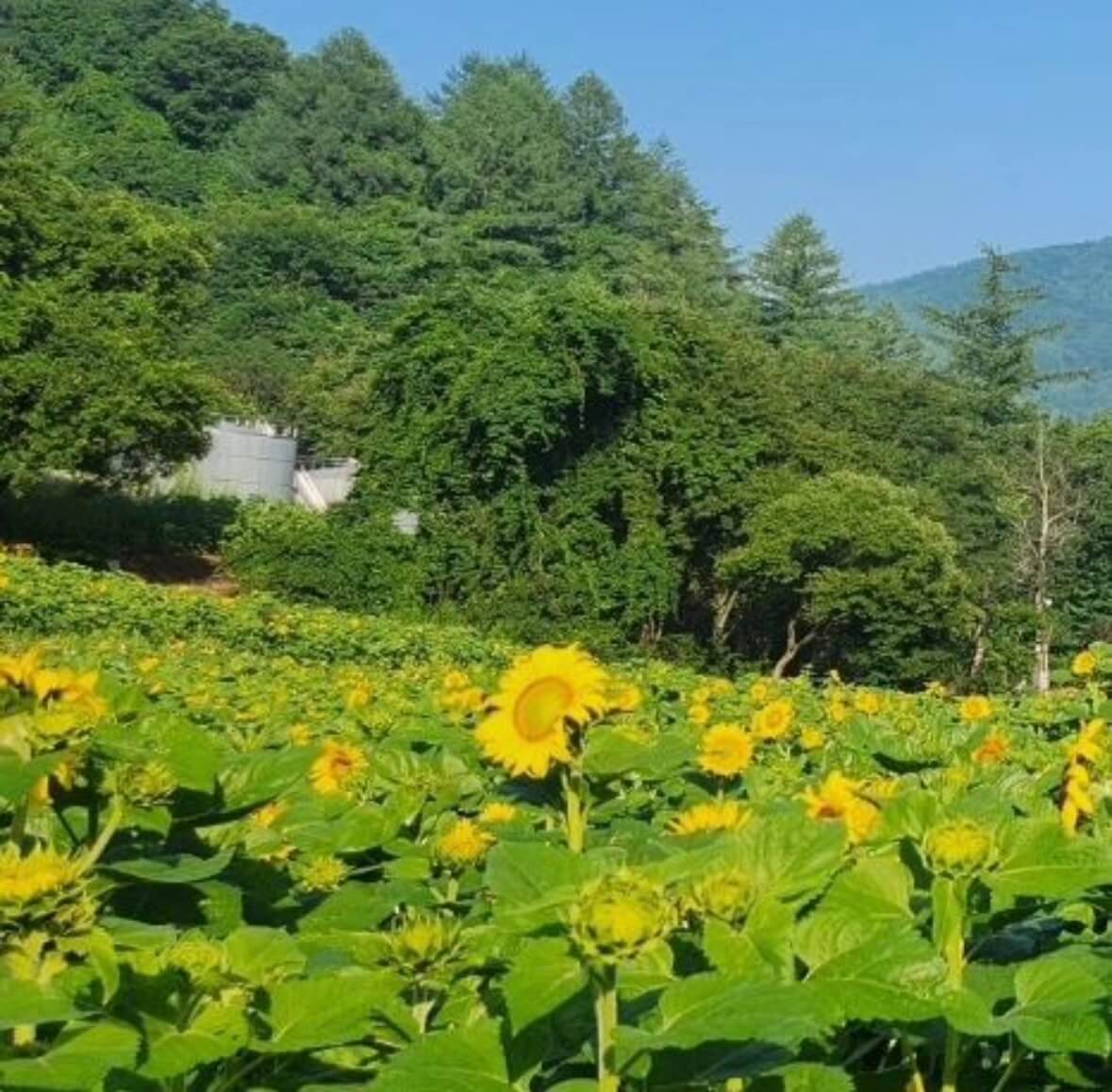 태백 해바라기축제