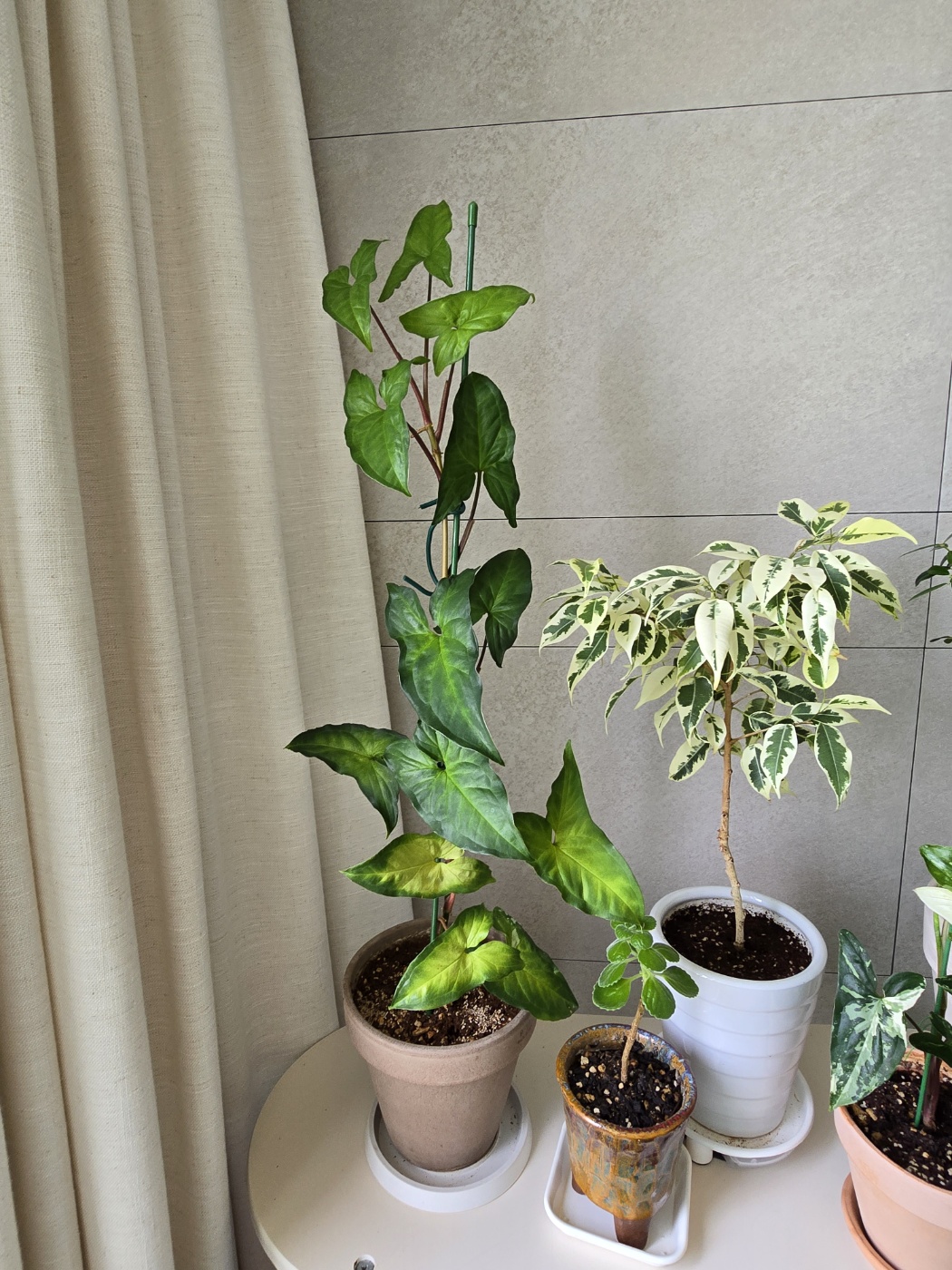 지금 무늬가 없는 싱고니움