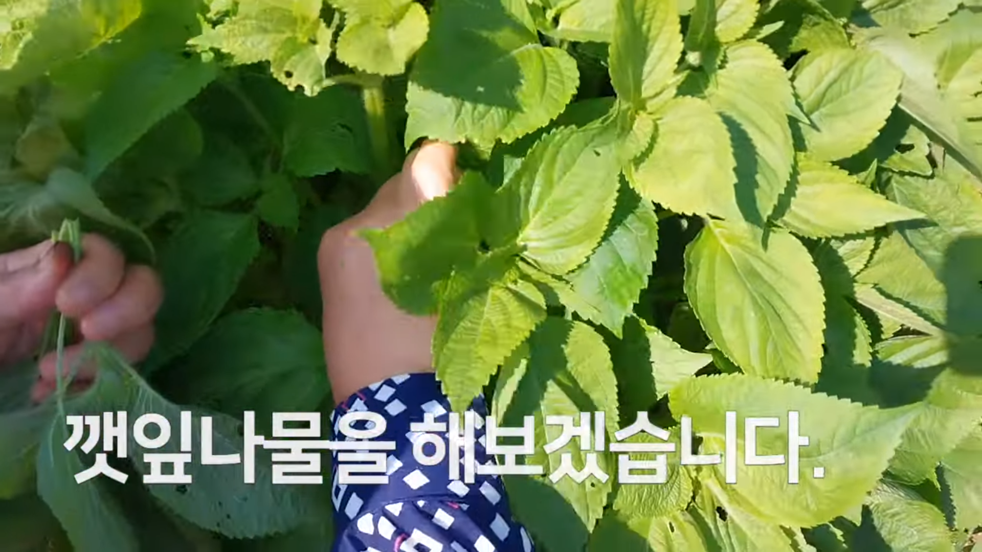 깻잎