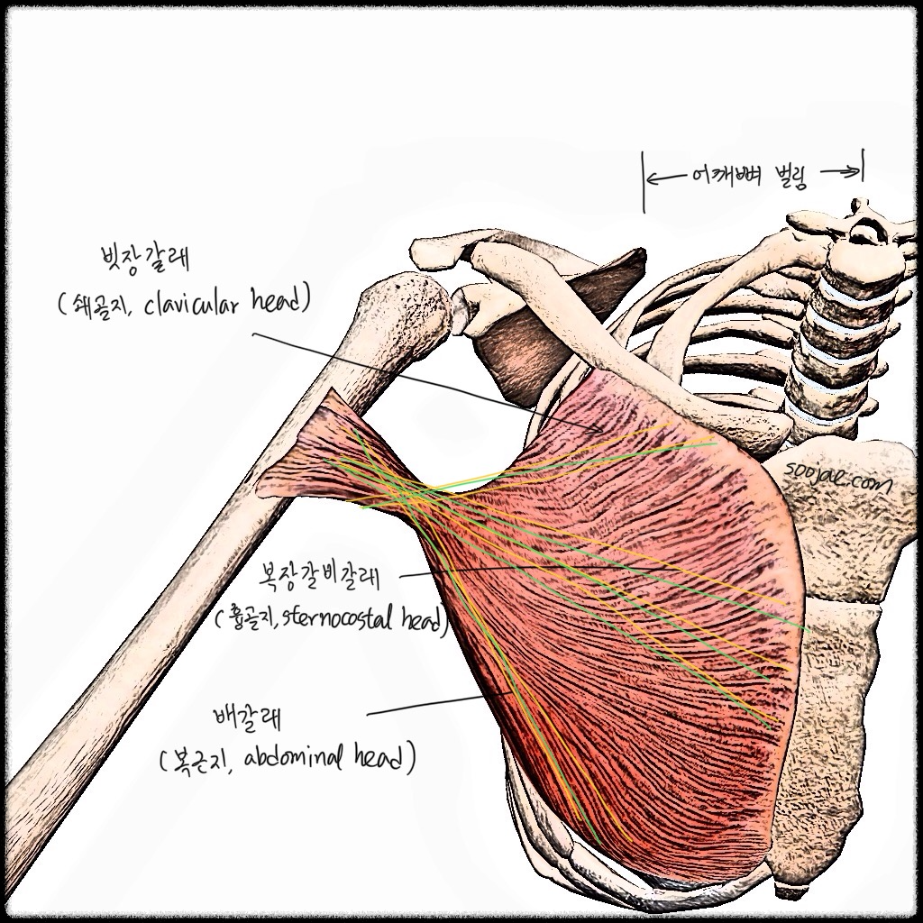 큰가슴근 해부학 이미지