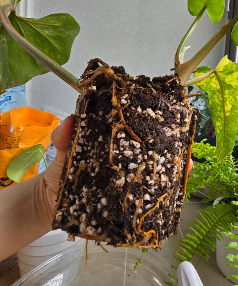 화분속에서 꺼낸 뿌리가 가득 찬 도메스티컴바리에가타