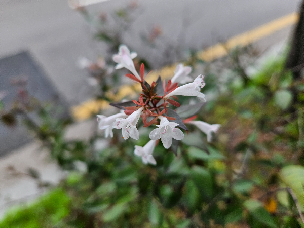 꽃댕강나무 꽃