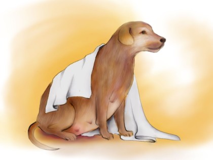 강아지 상상임신 이미지