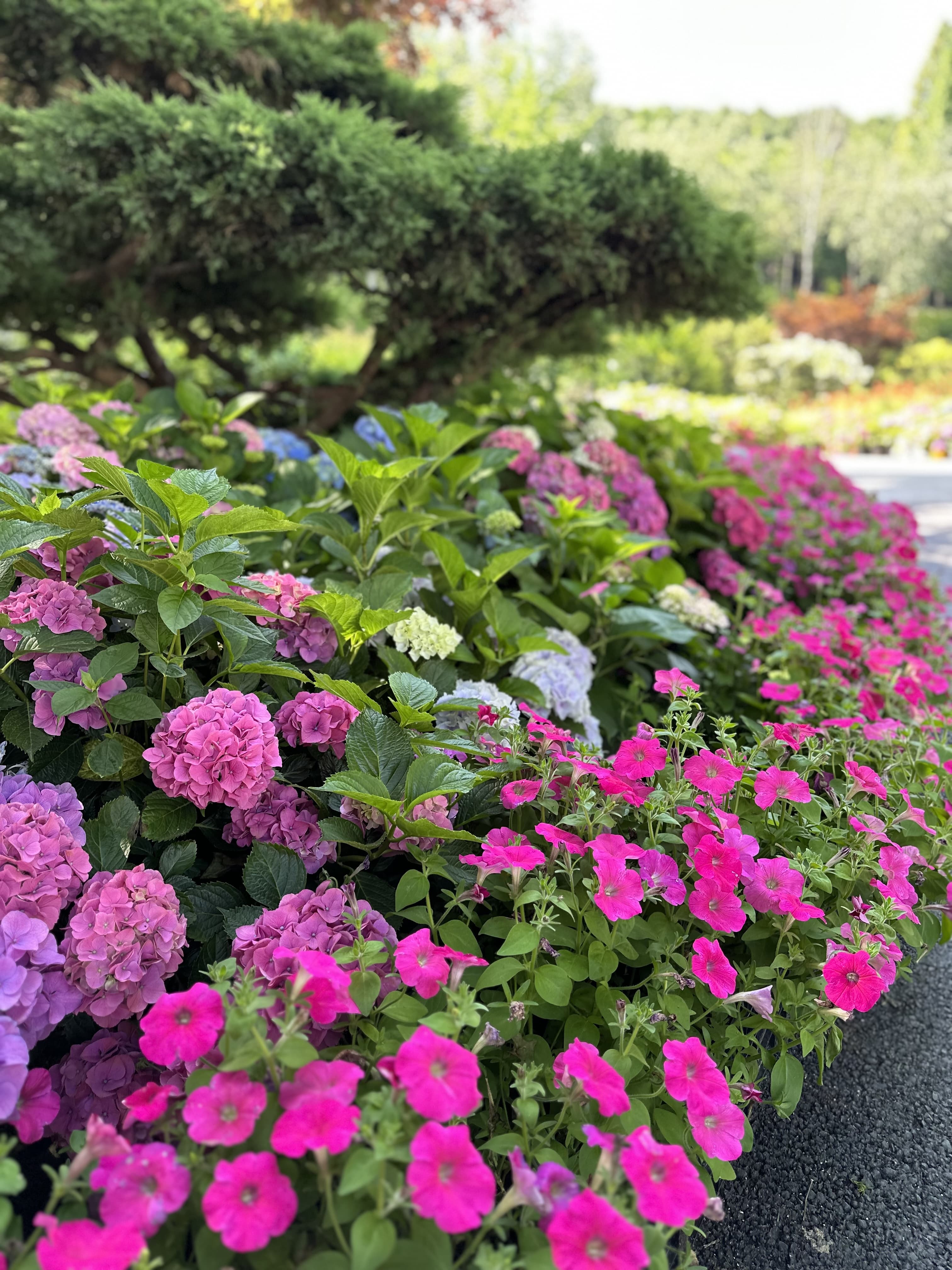 [충남 논산]사계절 내내 머물고 싶은 곳, 피나클랜드 수목원 이야기