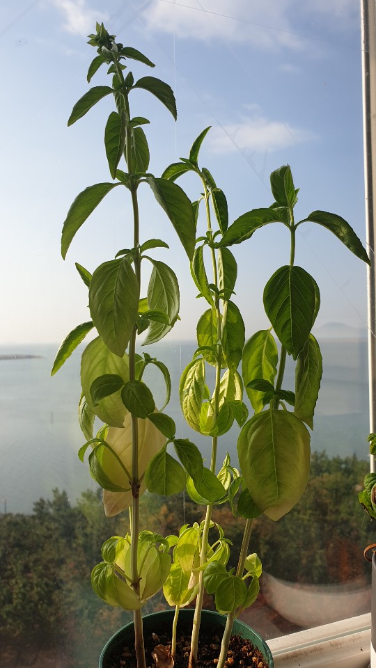 잘 자라서 꽃까지 피운 바질