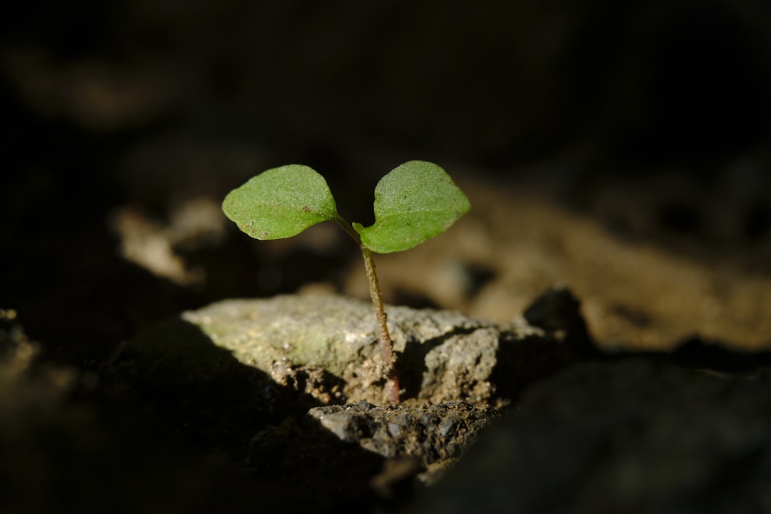 Regeneration