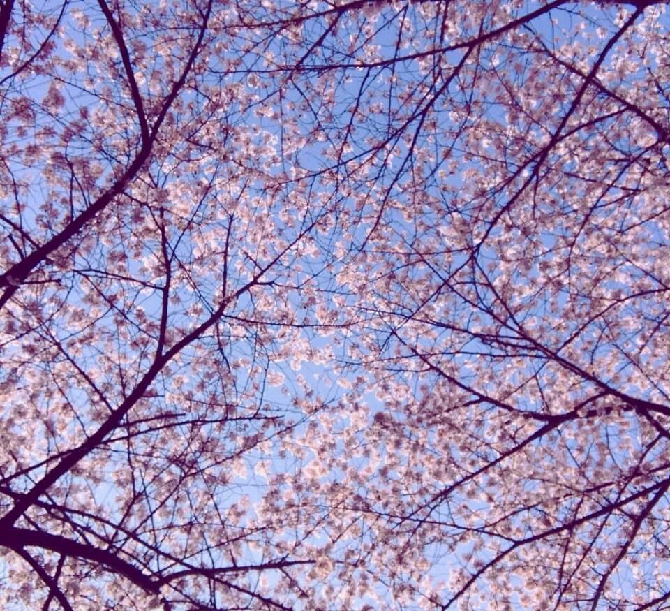 인천 벚꽃 명소 베스트 SK석유화학 벚꽃동산