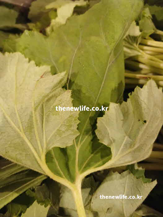 머위 효능 해독 작용 콜린