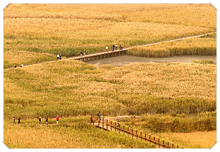 2024 순천만 갈대축제 입장료&amp;#44; 일정 및 프로그램 사전예약 