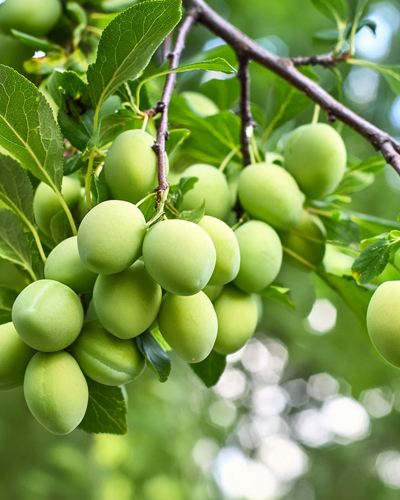 청매실이 나무에 열린 모습