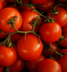 토마토 효능 부작용 고르는법 칼로리