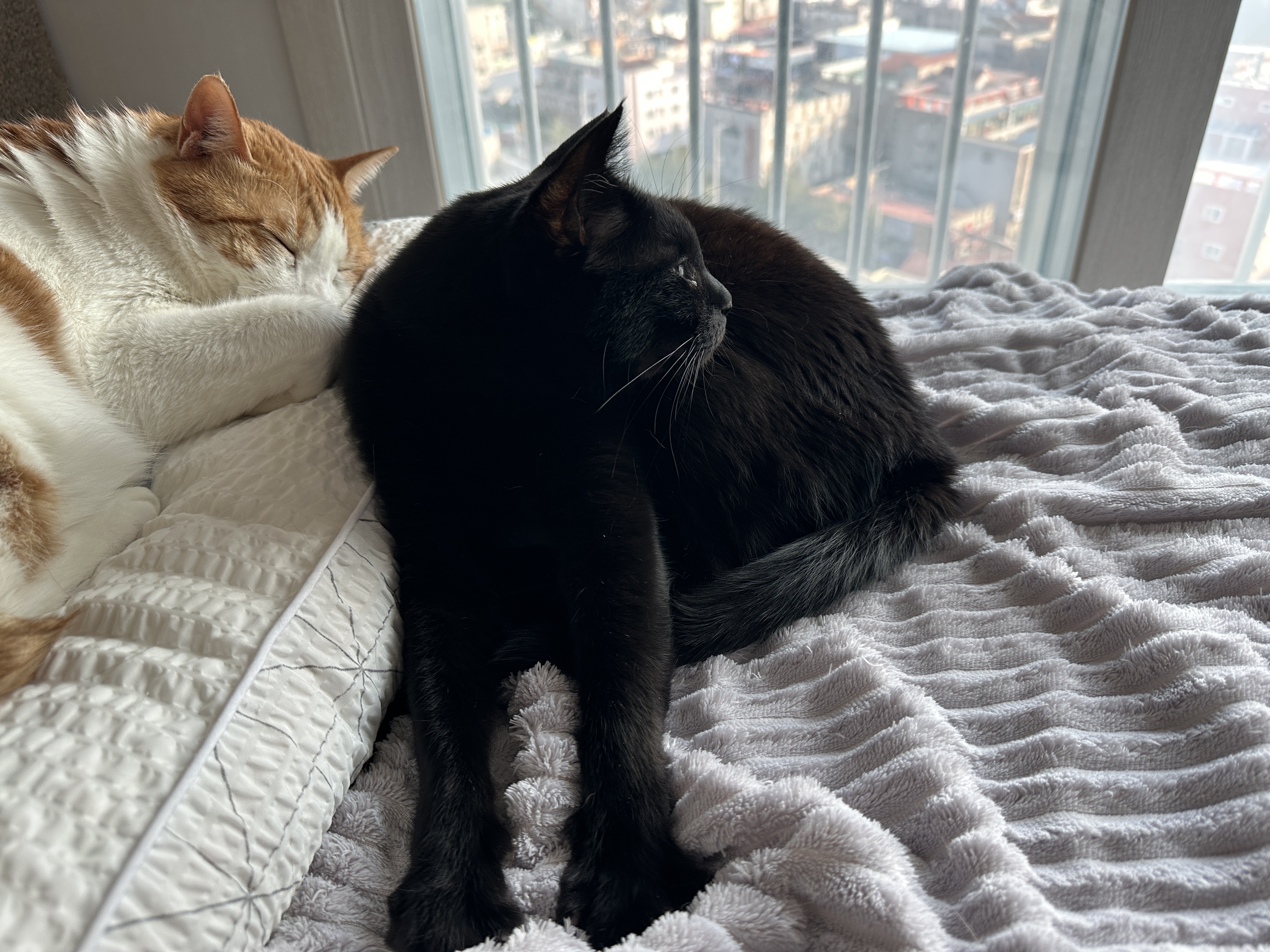 건이의 골골송과 꾹꾹이를 함께 볼수 있는 영상 (feat.고양이가 꾹꾹이를 하는 이유)