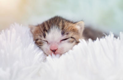 수건에 싸인 아기 고양이