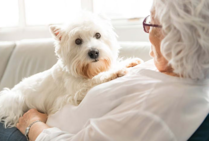 안겨있는 강아지
