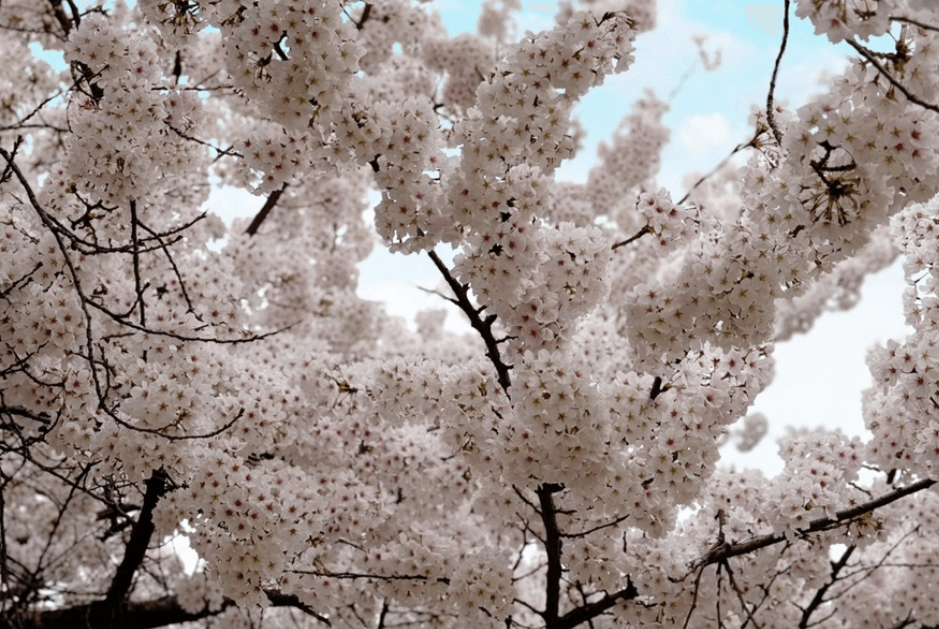 한강 벚꽃 마라톤