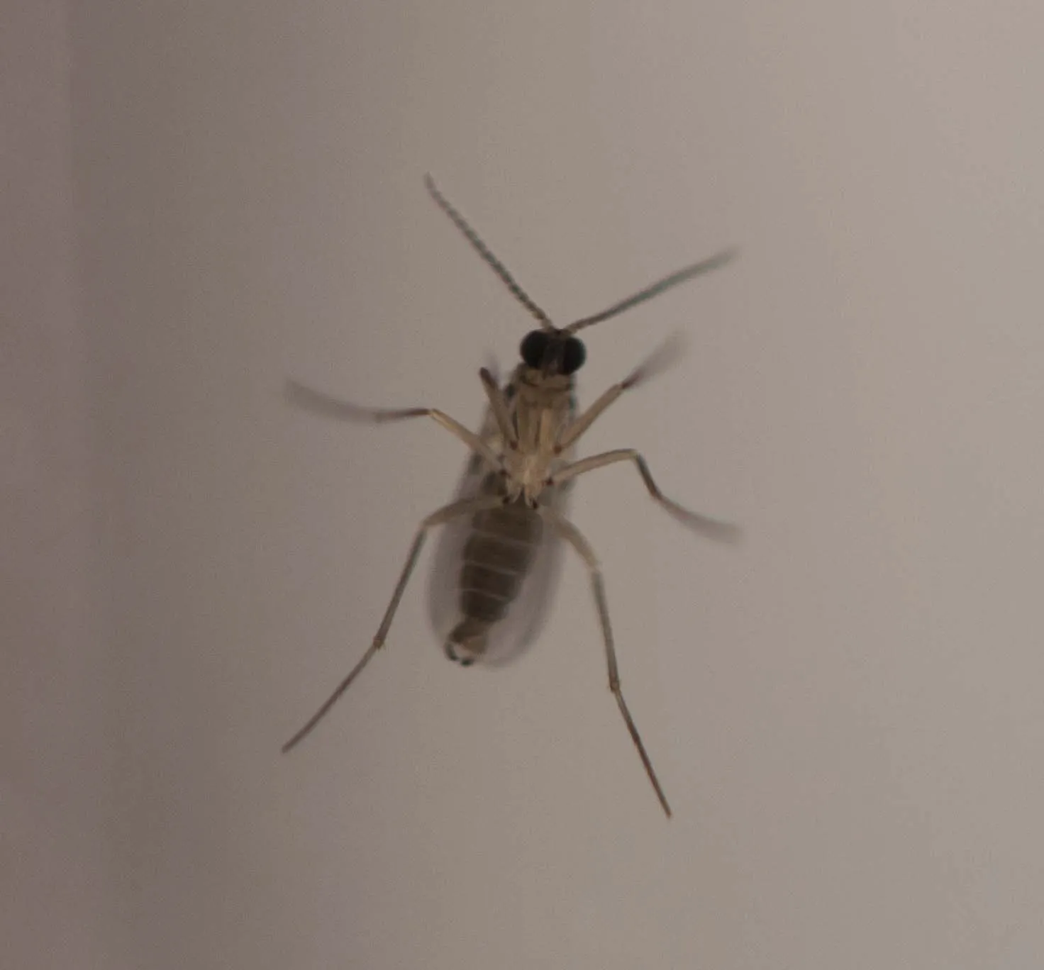 화분 뿌리파리 생기는 원인과 퇴치법 완벽 정리_3