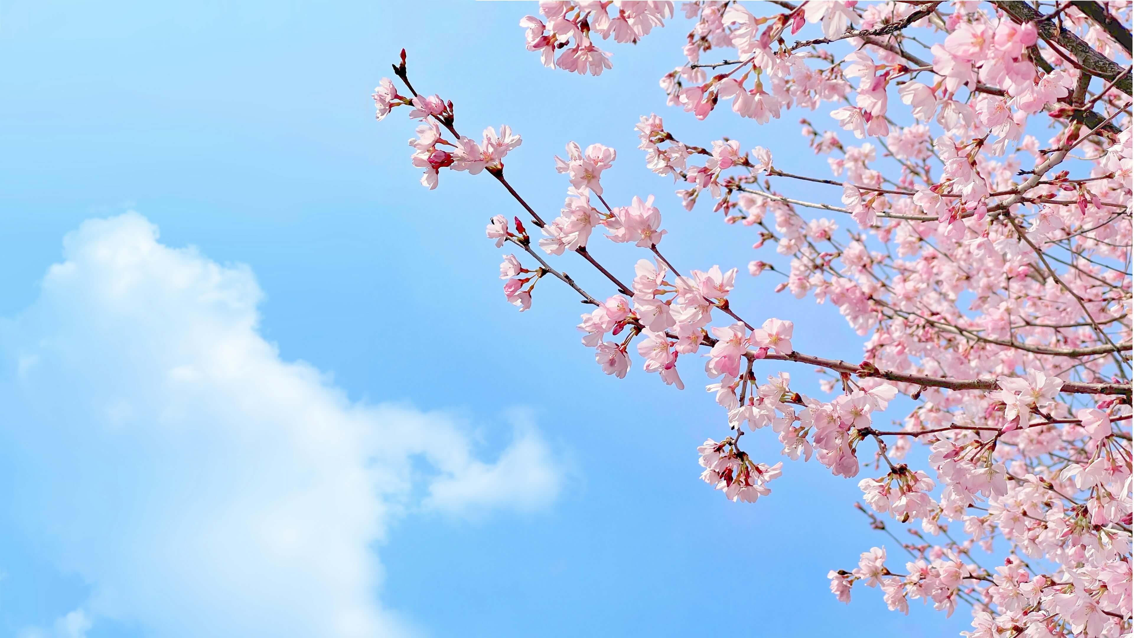 전국 벚꽃축제 일정 총정리