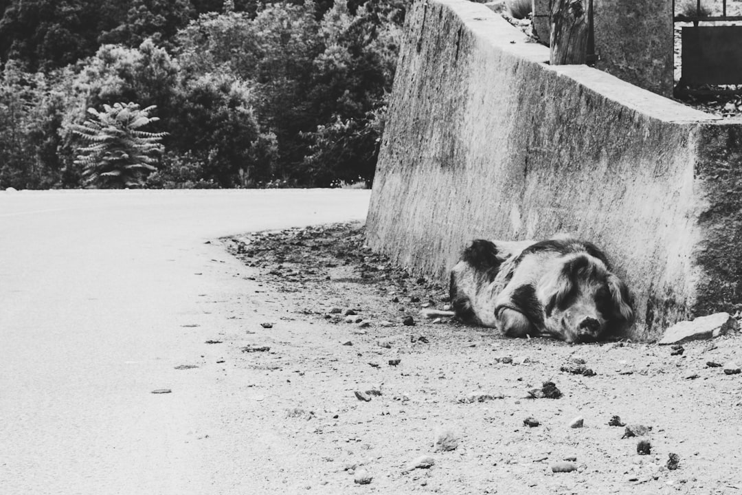 Siesta