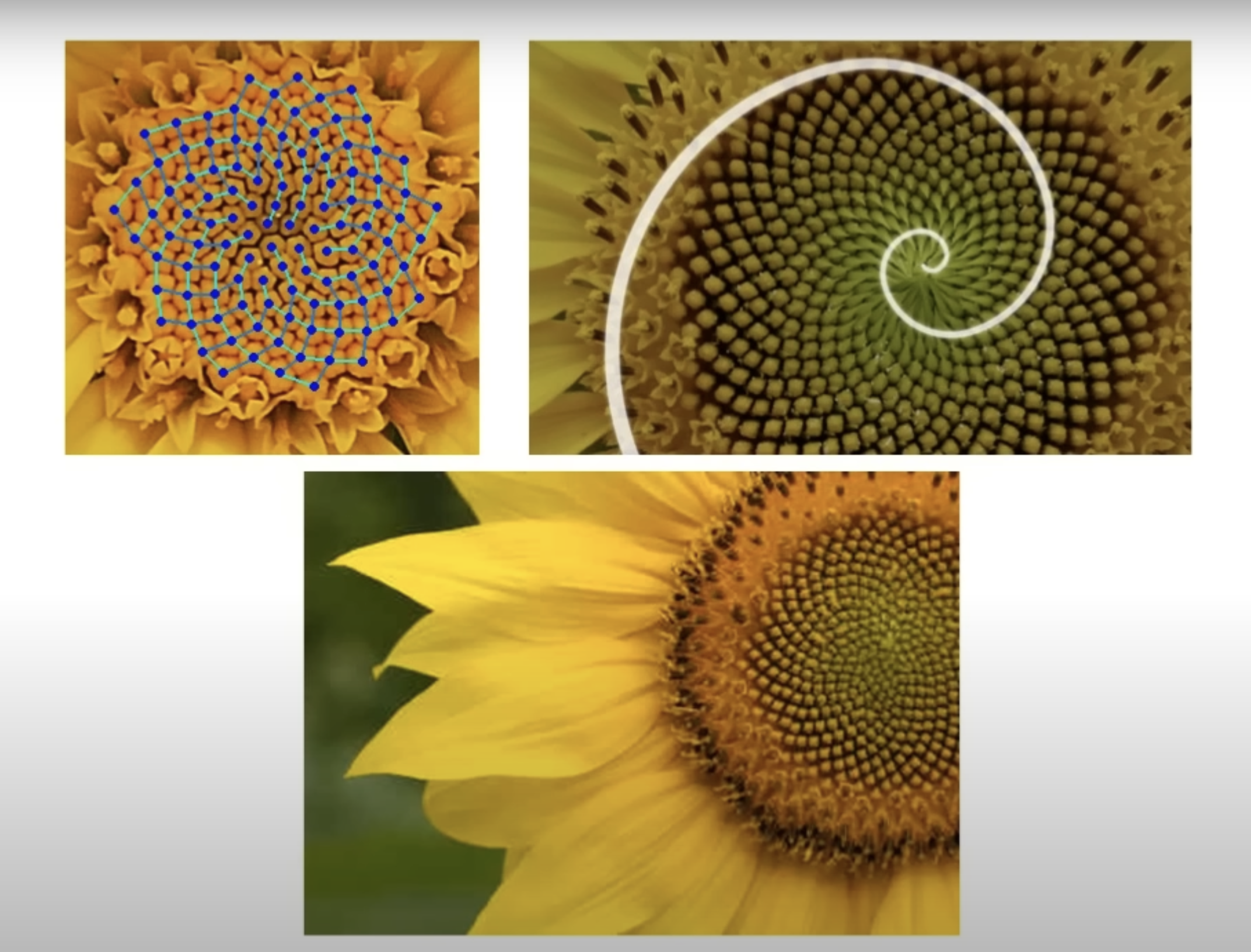 해바라기 성장패턴