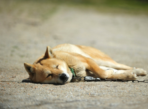 진돗개 입양 까다로울까? 성격&amp;#44; 수명&amp;#44; 특성 총정리