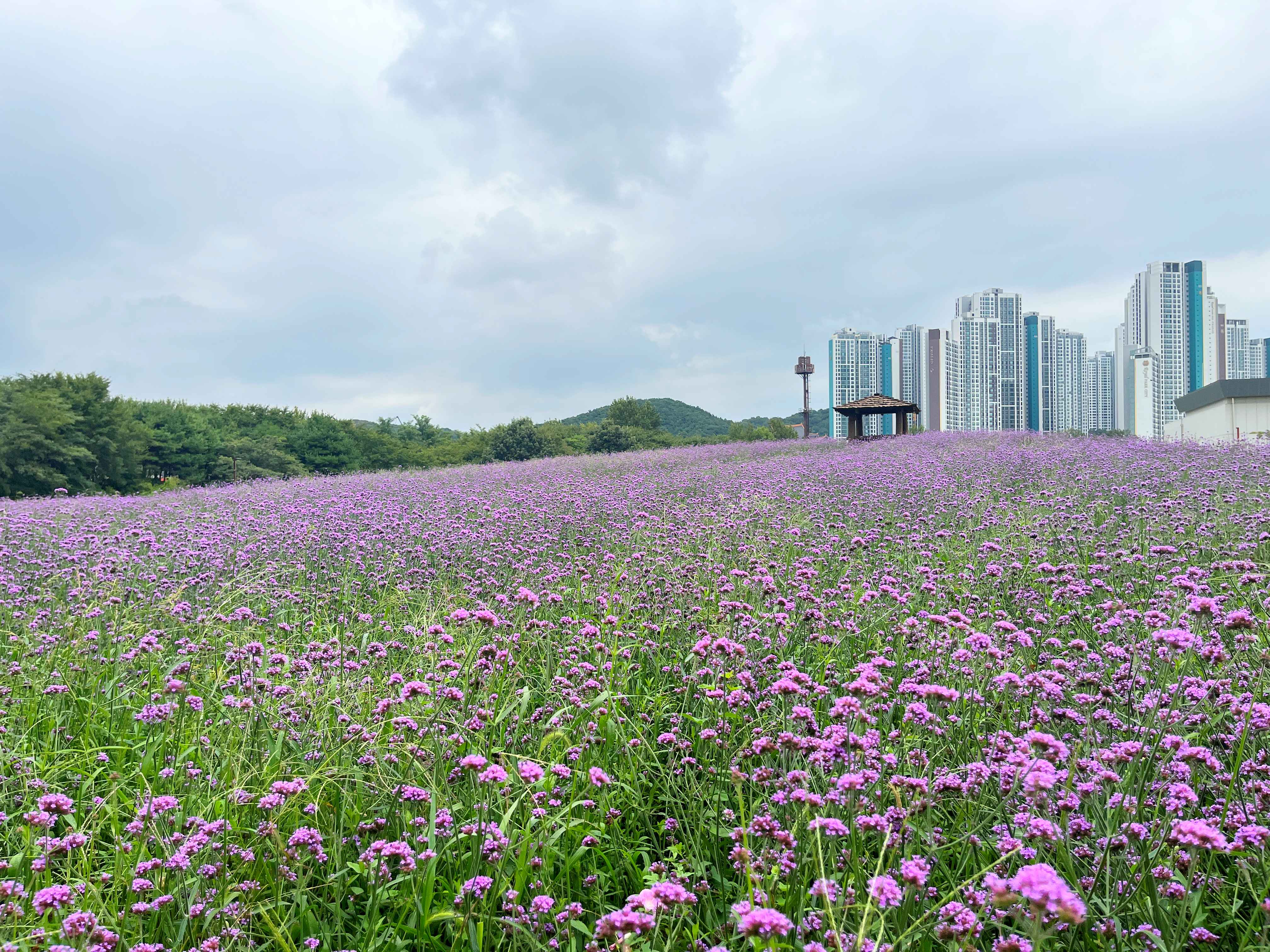 인천 드림파크 야생화단지 버베나