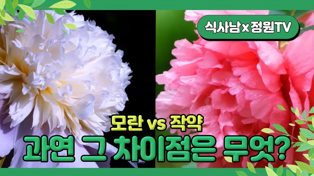 모란꽃과 작약꽃 차이점 구분 비교_4