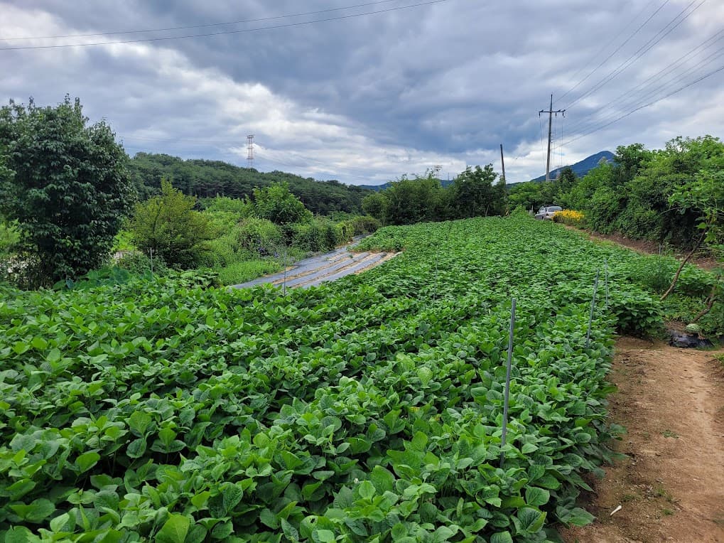 시골의 밭 풍경