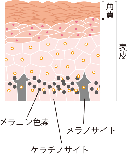 기미 크림 추천