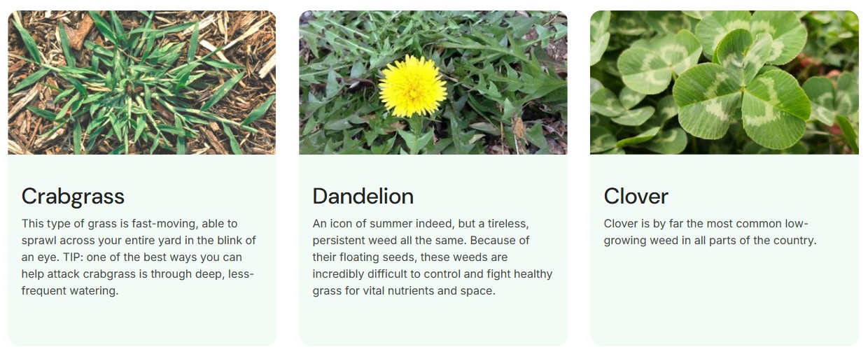 variety of weeds: from Truegreen website.