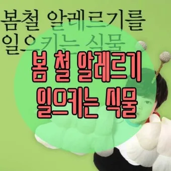 알레르기 배려 저자극실내식물 추천 흙먼지줄이기 수경재배 활용_4