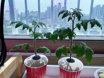 방울토마토 재배 화분 키우기 적심 유인 당도 관리_8