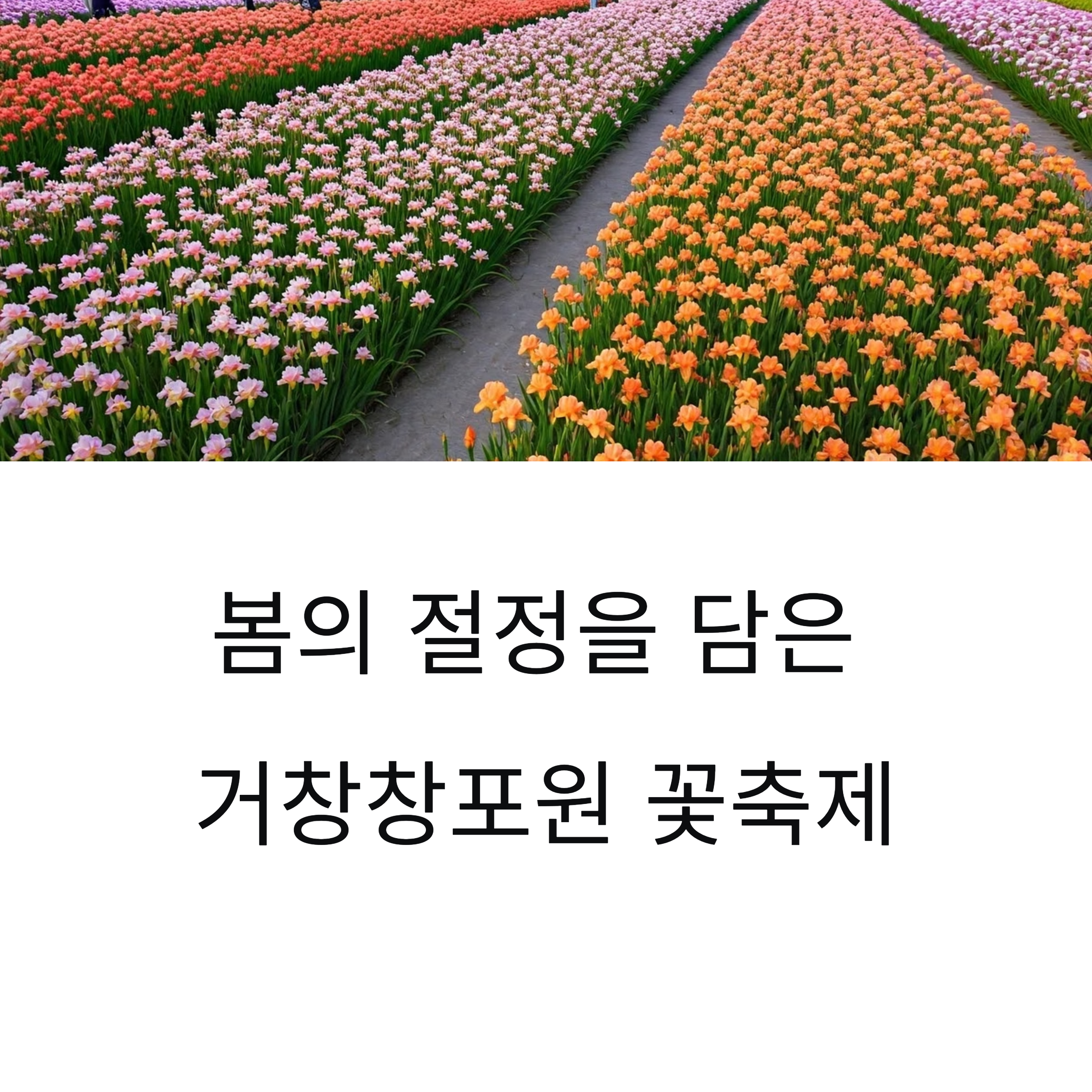 봄의 절정을 담은 거창창포원 꽃축제, 감성 가득 나들이 명소