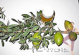 식용 아르간 오일 효능