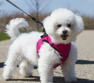 강아지 산책 준비물 리스트 필수 용품 추천