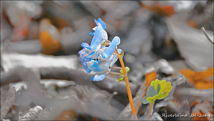 천성산 산하동 야생화
