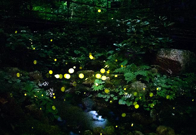 화담숲 수국축제