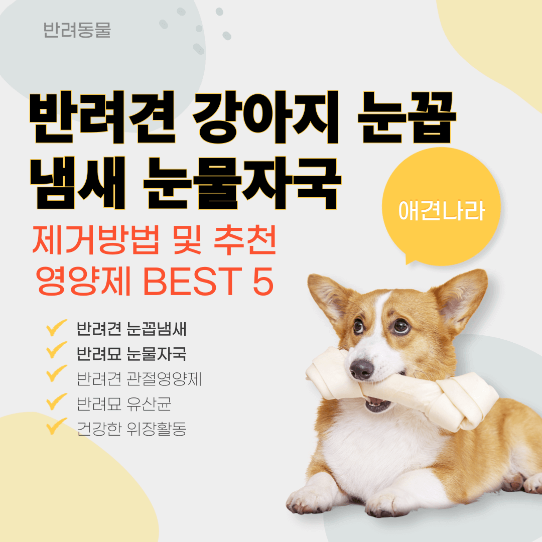 반려견 강아지 눈꼽냄새 눈물자국 제거