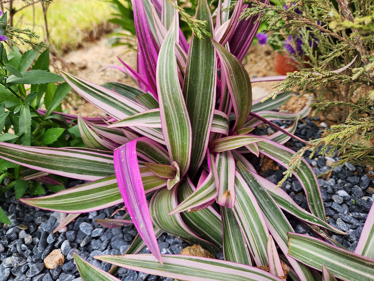 자주만년청(부자란)