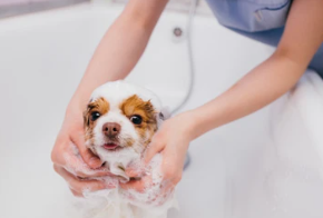 강아지 샴푸 추천