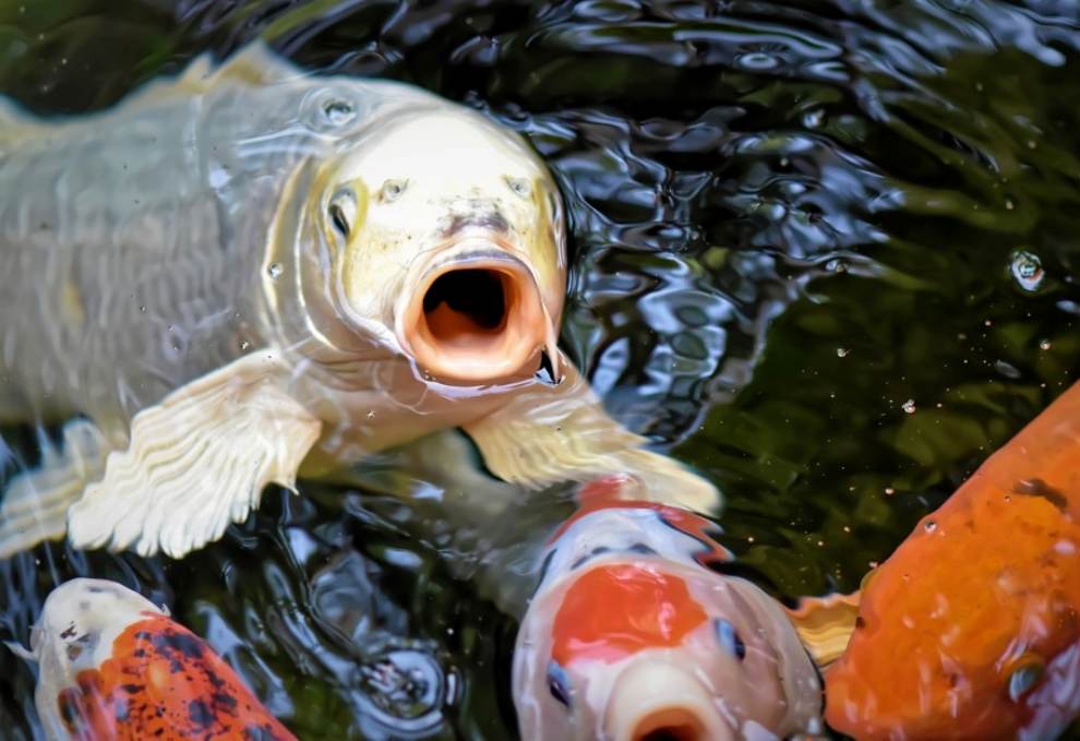 피나클랜드 튤립 수선화 축제