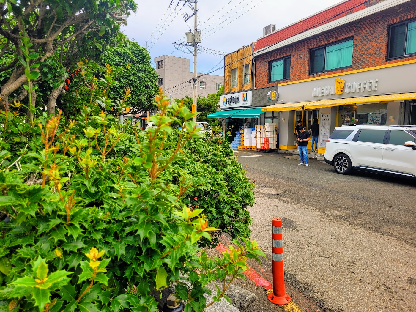 남해 호랑가시나무와 메가커피 사진