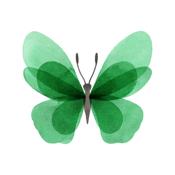 나비를 보고 슬픈 꿈