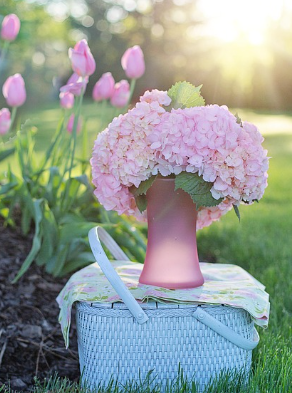 신안 도초도 수국축제