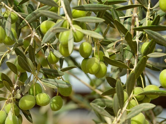 신선한 올리브유