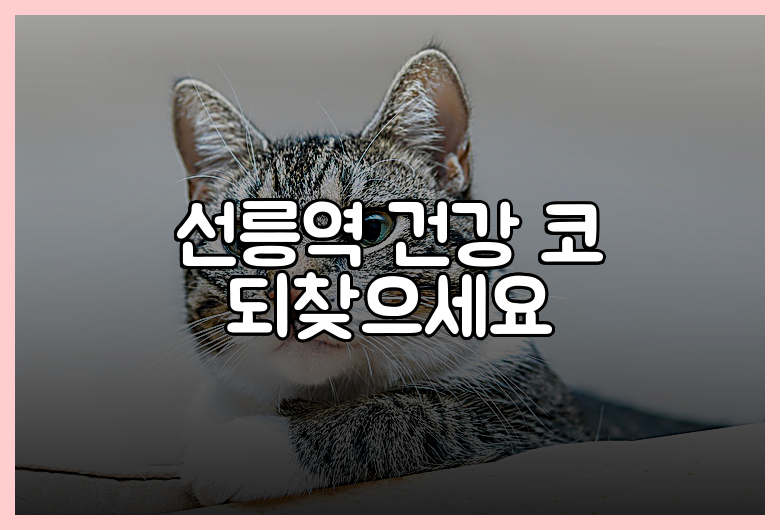 선릉역 건강 코 되찾으세요