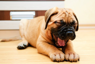 하품을 하는 불마스티프 강아지.