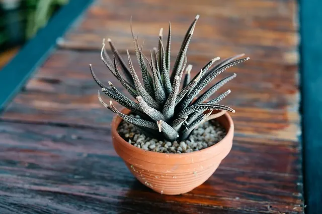 북유럽풍 인테리어 식물배치 톤맞추기 화분색감 관리 감성업_9